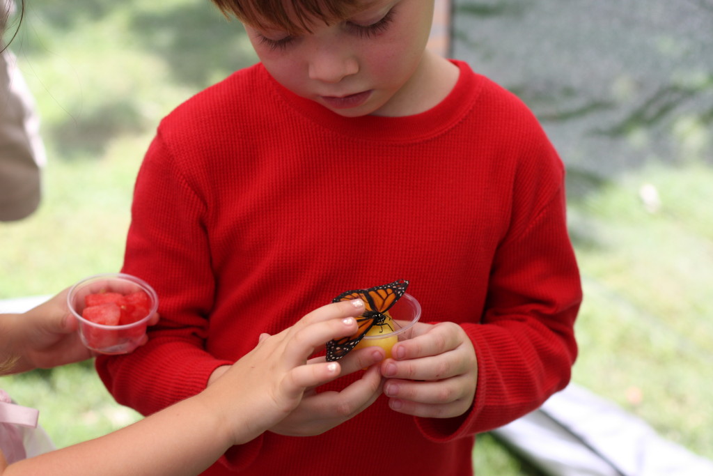 Metamorphosis Kits A Butterfly Tale LLC