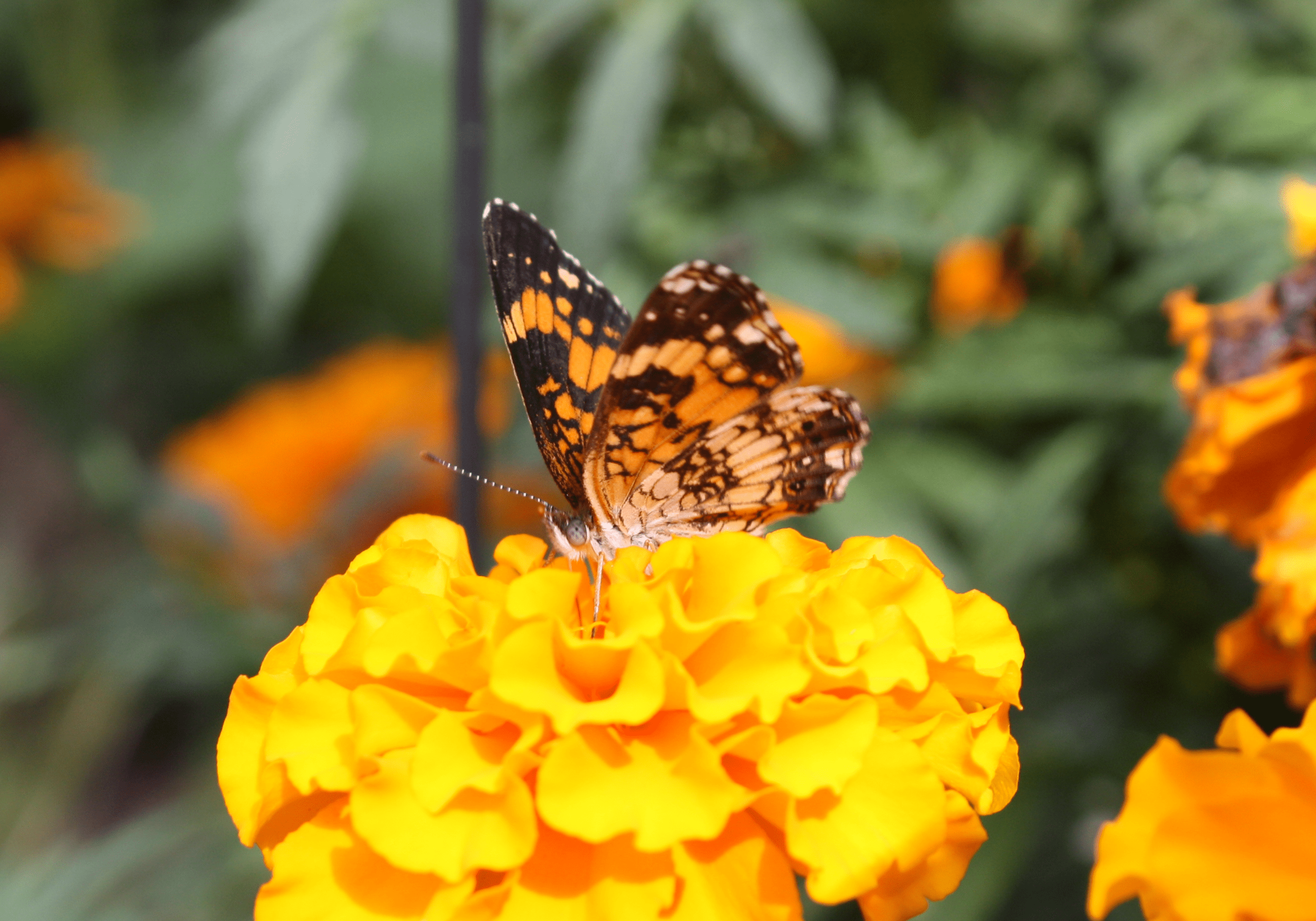 Nursery Nectar Plants, Are They Safe for Pollinators? A Butterfly Tale LLC