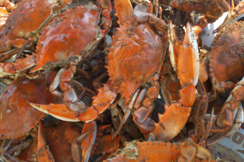 Crabbing in New Jersey and Where to Crab Near Atlantic City AC 365 Fun