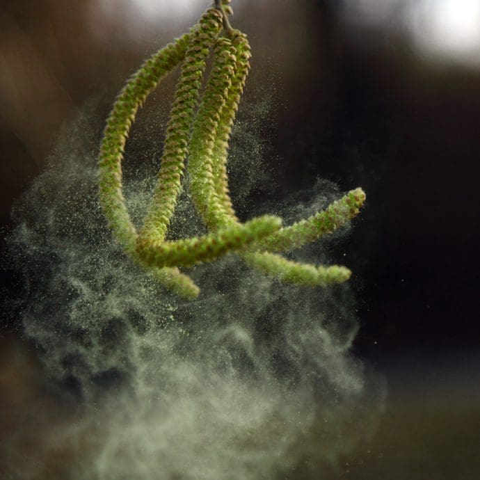 Does More Pollen Mean Worse Allergy Symptoms? Probably ACAAI Public