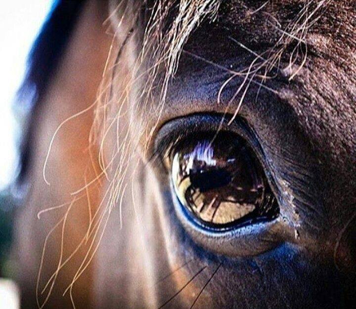 LOS OJOS DE LOS CABALLOS REFLEJAN SU ESTRES AcaballoEcuador