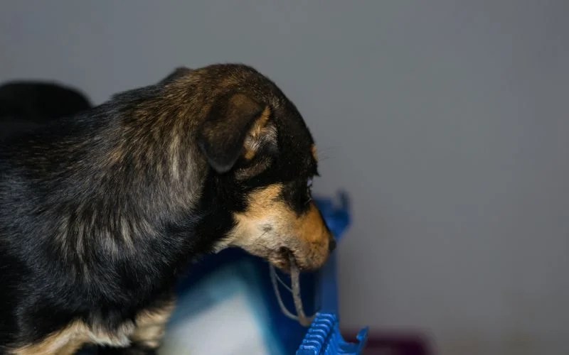 Cerenia for Dogs Canine Motion Sickness Relief