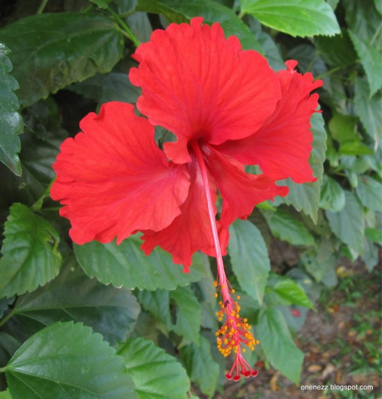 Hibiscus rosa sinensis Acacia LLC