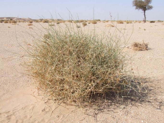 Plants And Flowers Of Kuwait Desert Academic Master