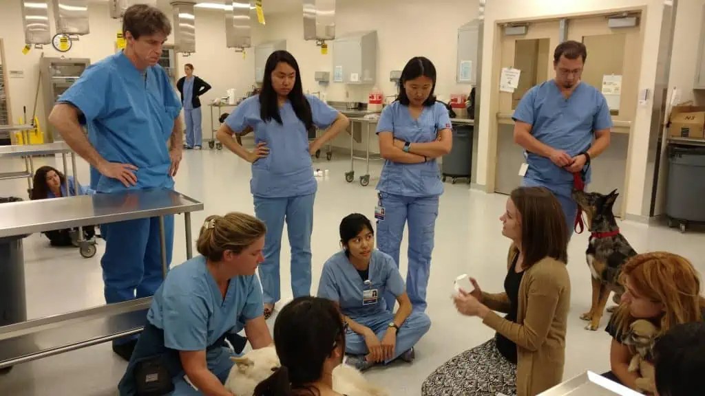 8 Easiest Veterinary Schools for Admission in the U.S. Academicful