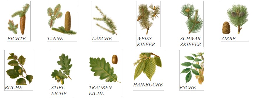 Forstwirtschaft Bio Arbeitsmaterial Häufige Baumarten