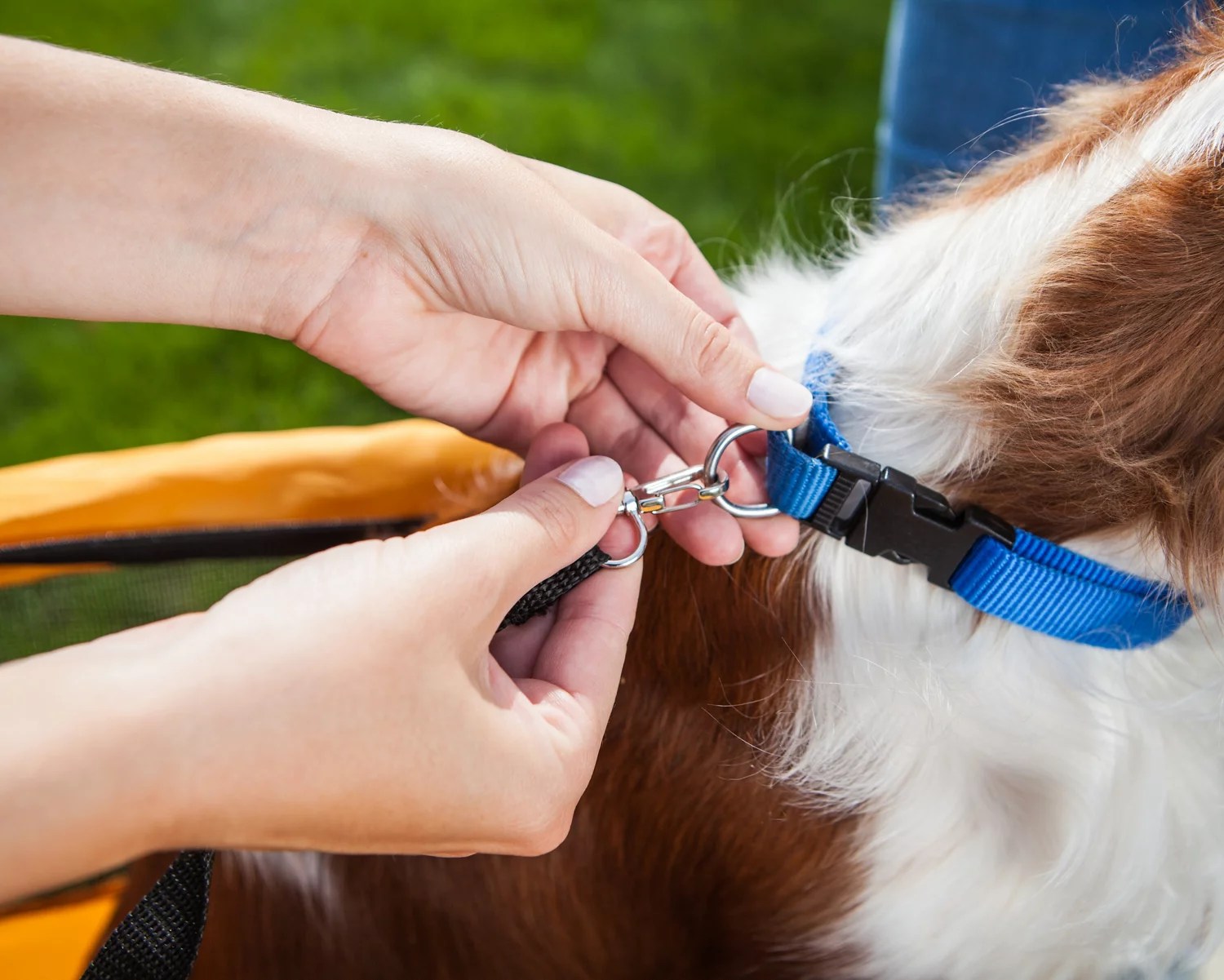 Schwinn Rascal Pet Trailer Academy