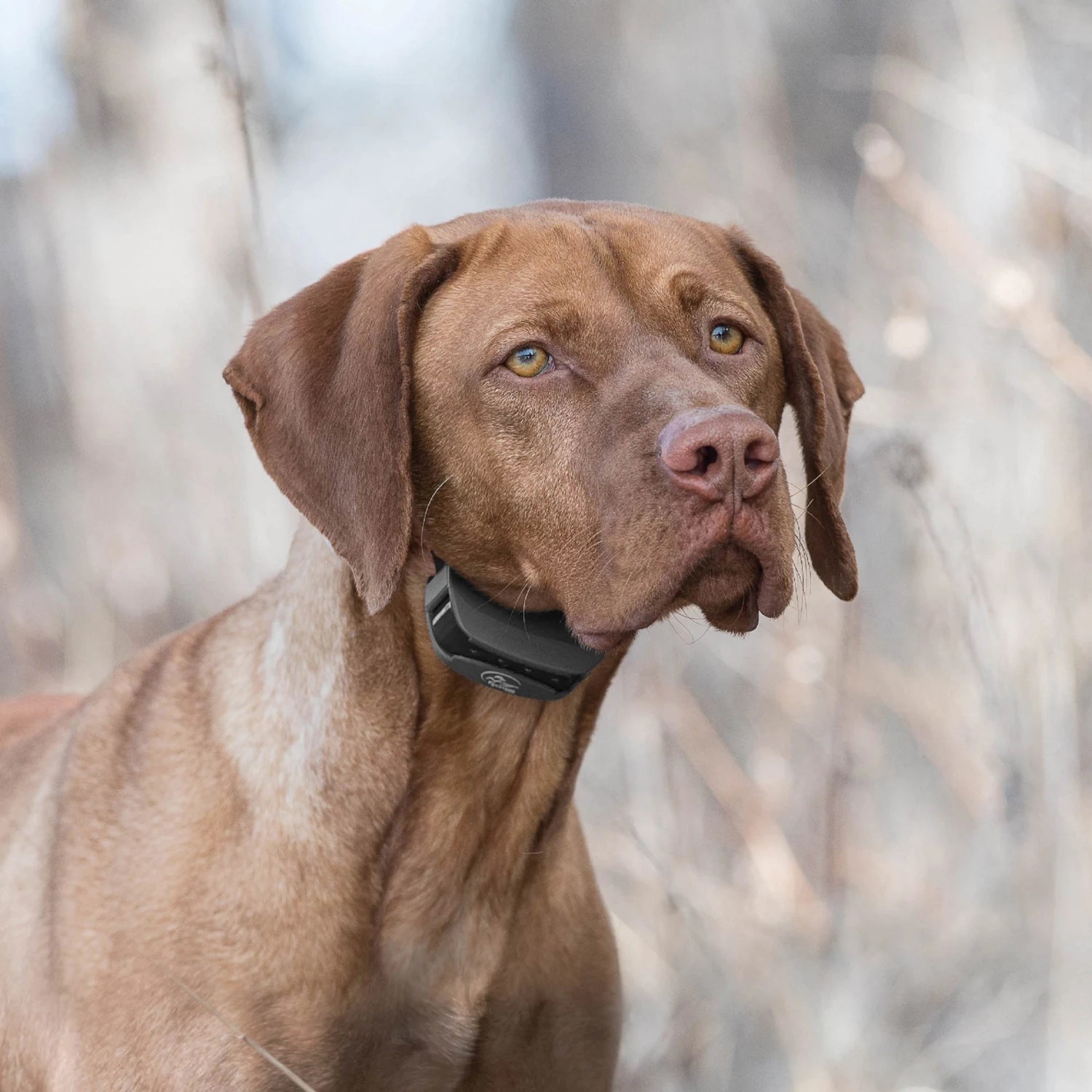 SportDOG Brand SportTrainer 575 Remote | Free Shipping at Academy