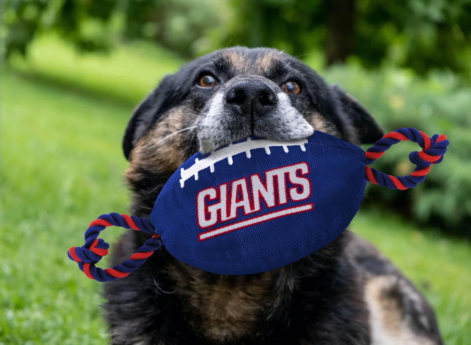 Pets First New York Giants Nylon Football Rope Dog Toy Academy