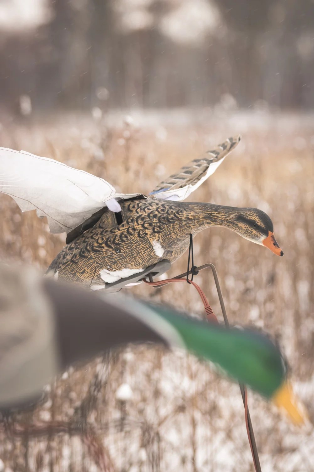 Higdon Clone Mallard Hen Decoy Academy