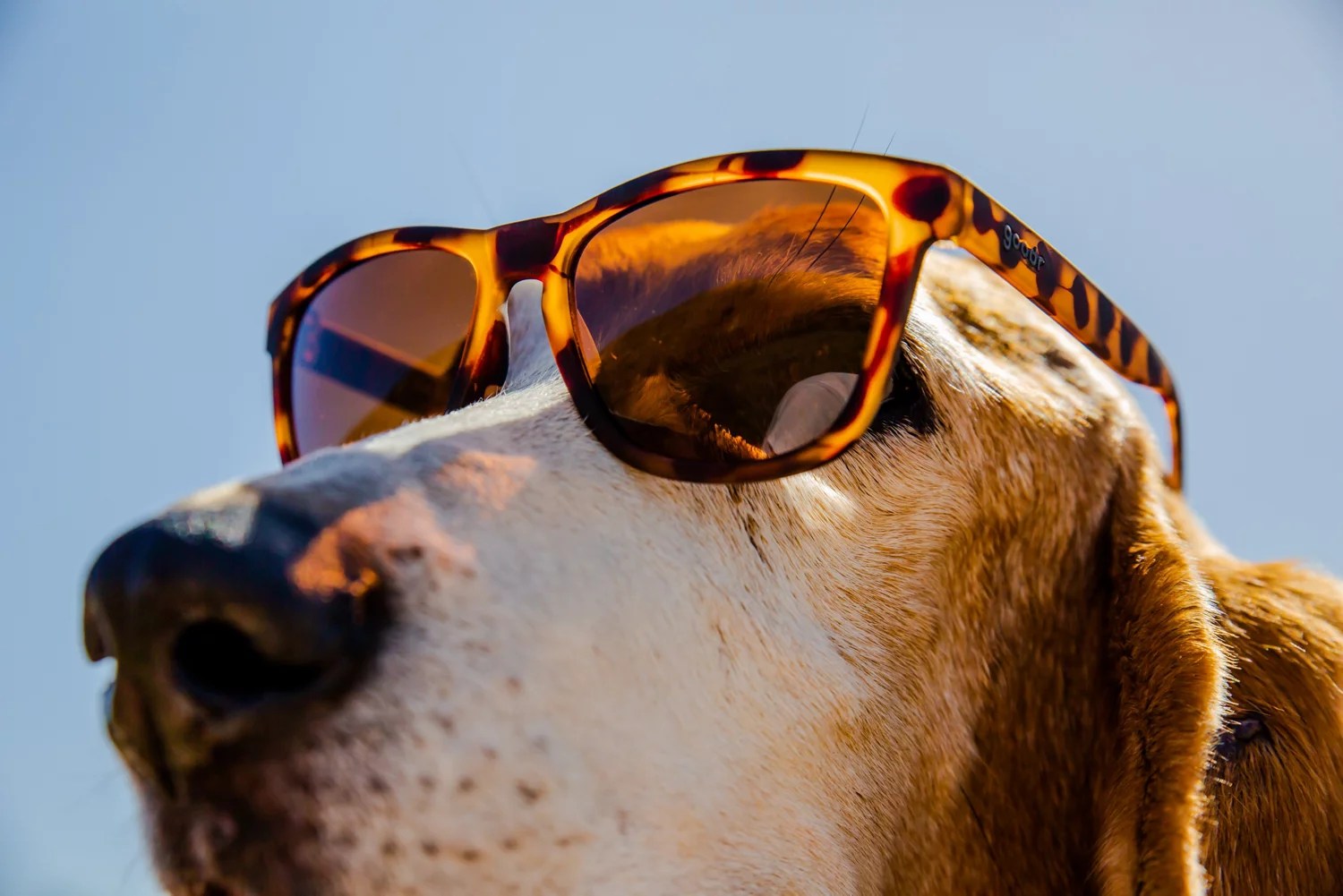 goodr OG Wayfarer Sunglasses Free Shipping at Academy