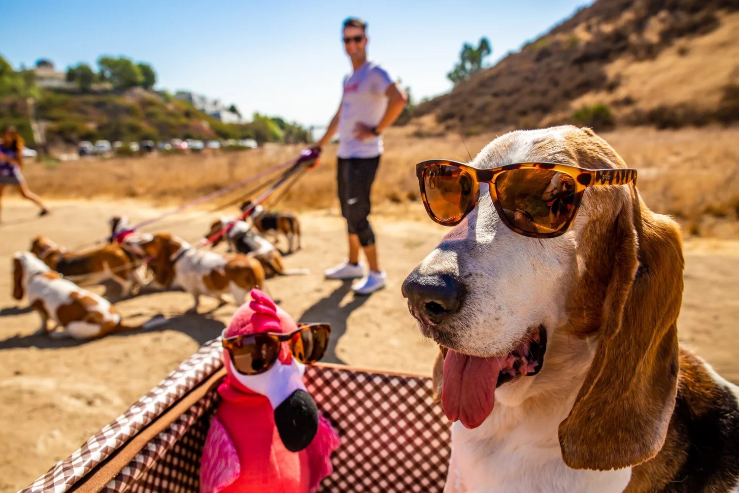 goodr OG Wayfarer Sunglasses Free Shipping at Academy