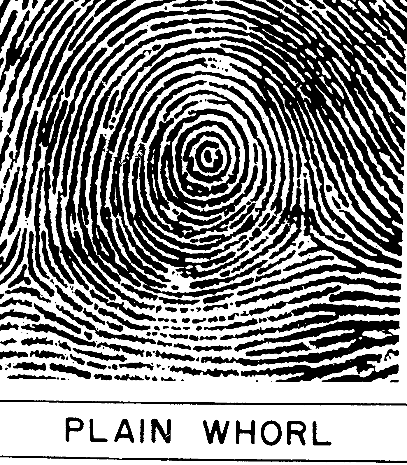 The Whorl Deciphering Your Own Fingerprints American Academy of