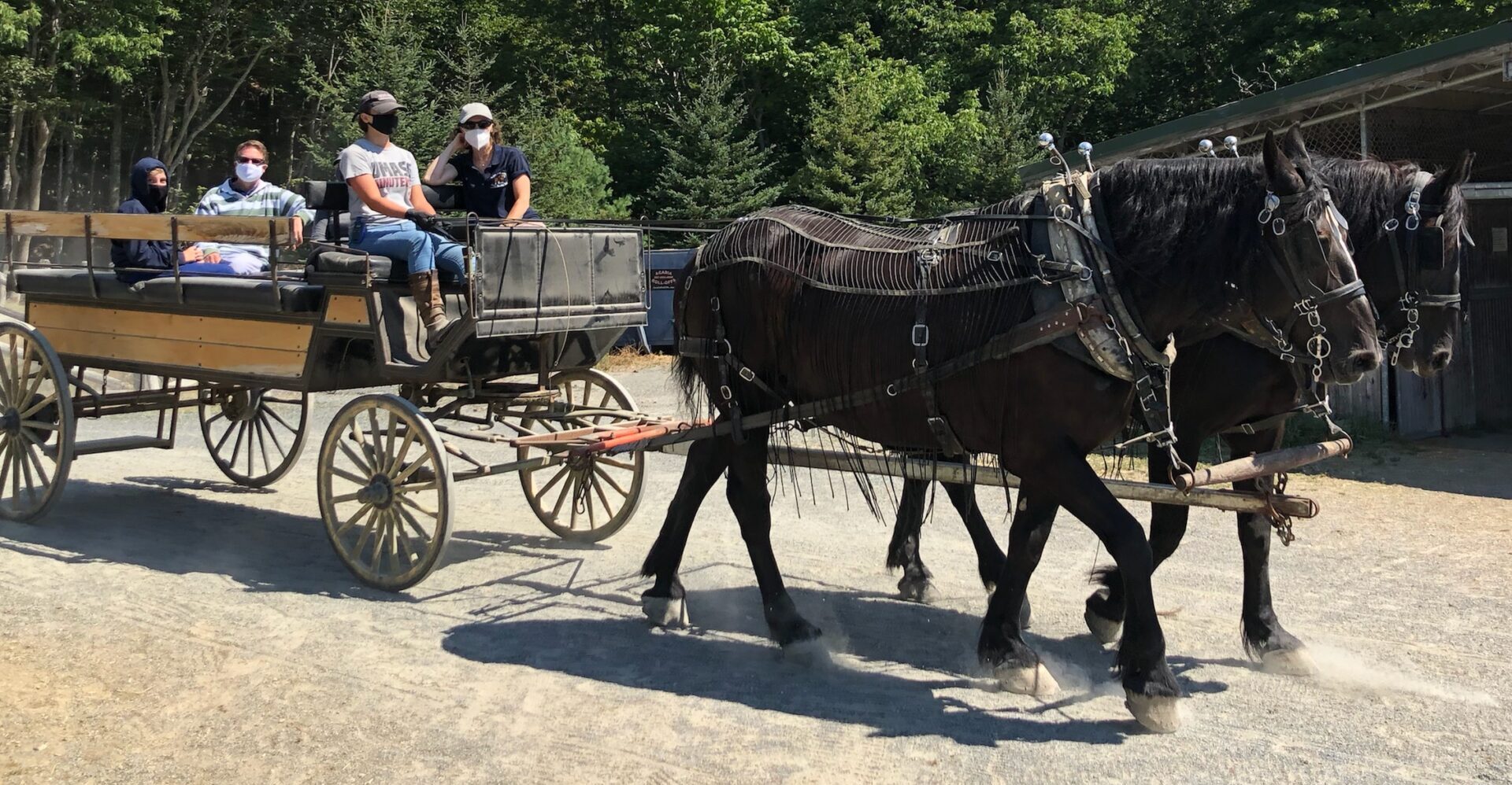 Carriages of Acadia Home page for horse carriage rides in Maine