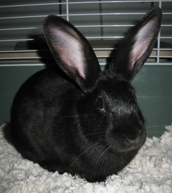 Rabbits for Adoption!