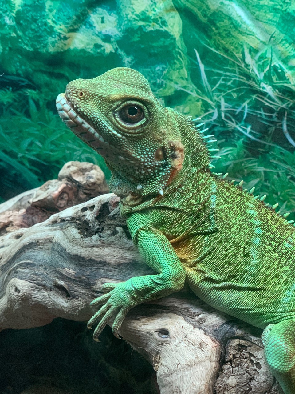 Exotic Pet Care Saskatoon, SK Acadia Veterinary Clinic