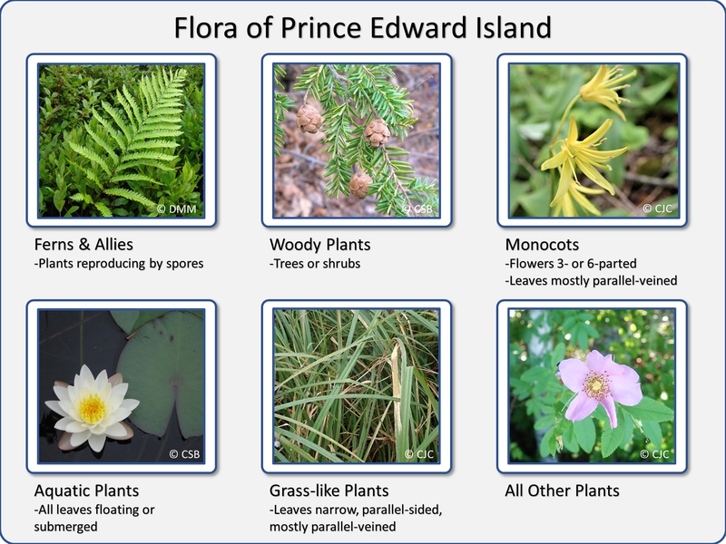 Illustrated Flora of Prince Edward Island