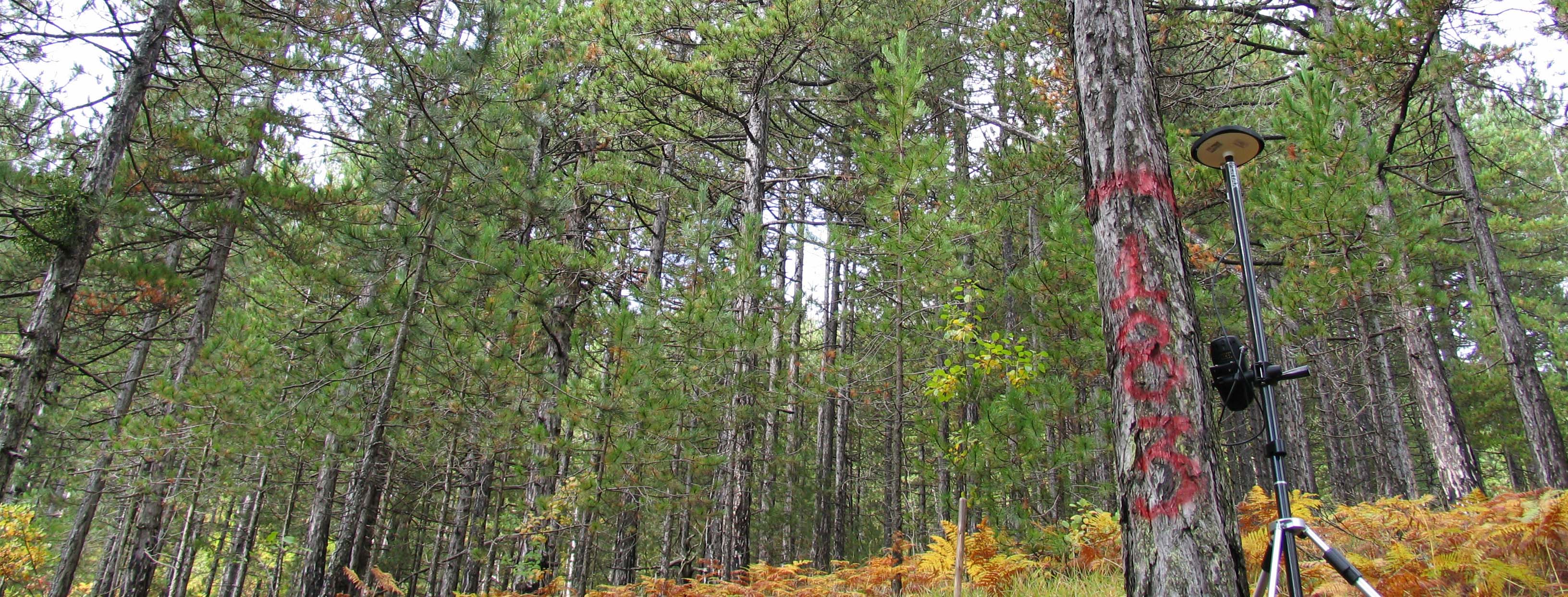 Cartography Forest Maps Land Use/Cover Classification