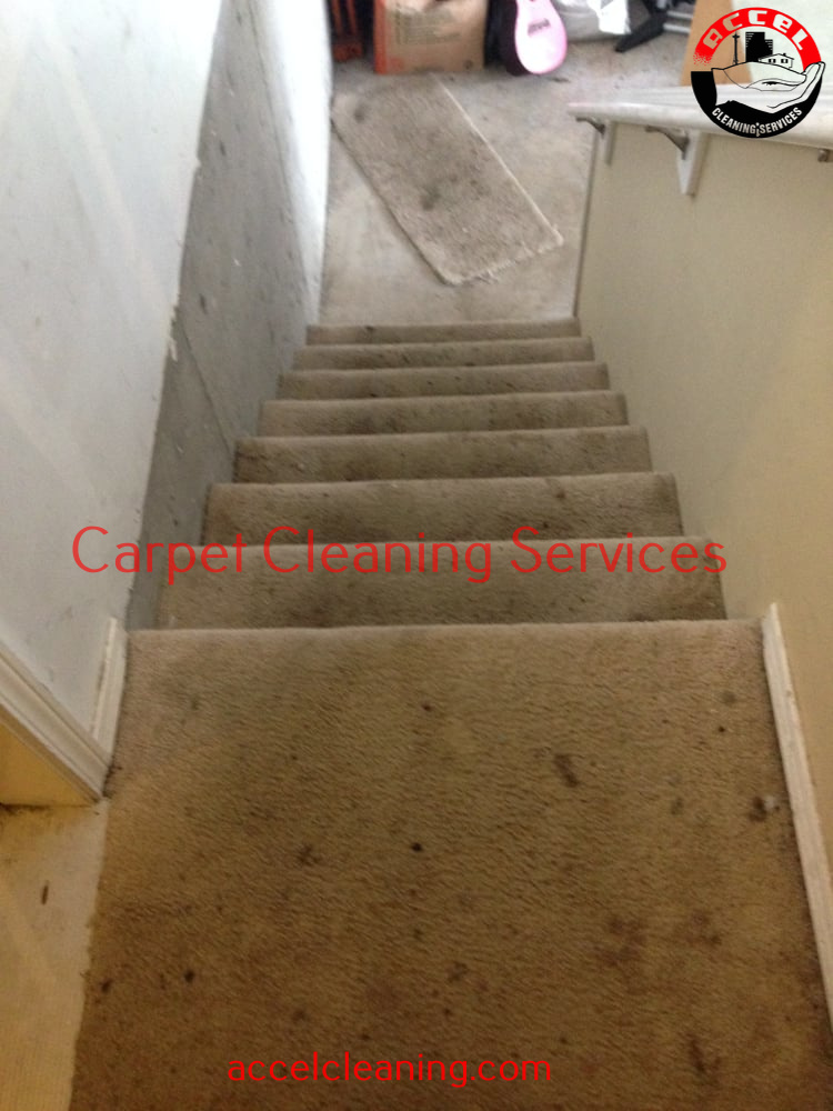 Carpet Cleaning Kirkland WA (206) 9471928 500+ 5* Reviews