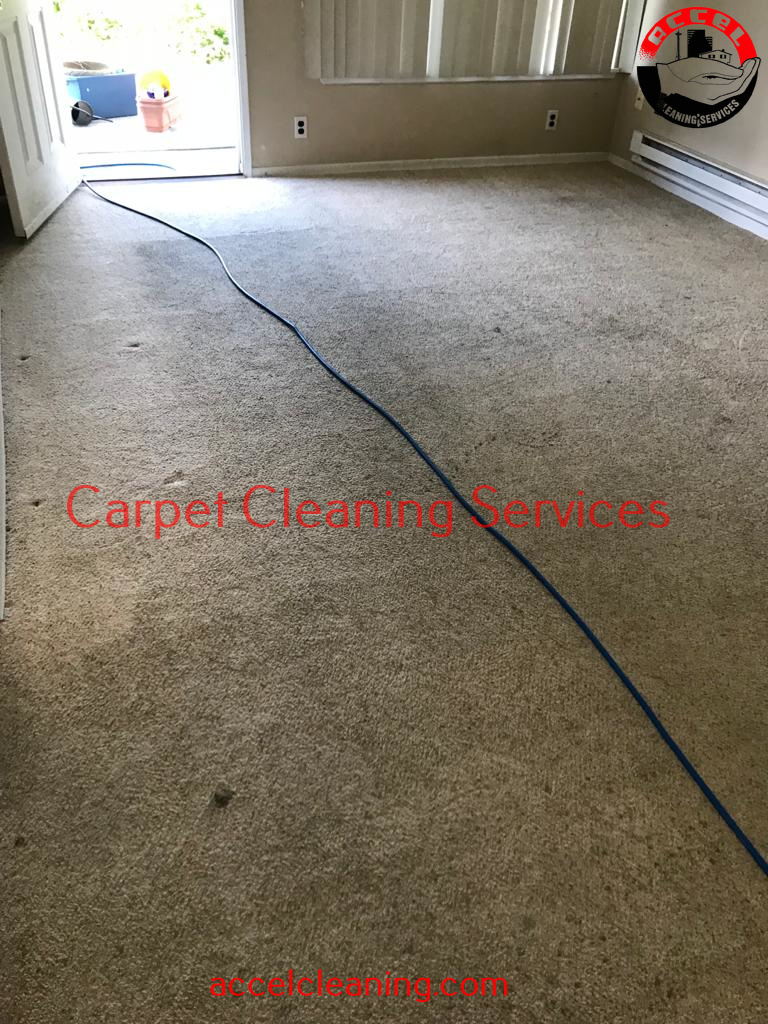 Carpet Cleaning Kent WA (206) 9471928 500+ 5* Reviews