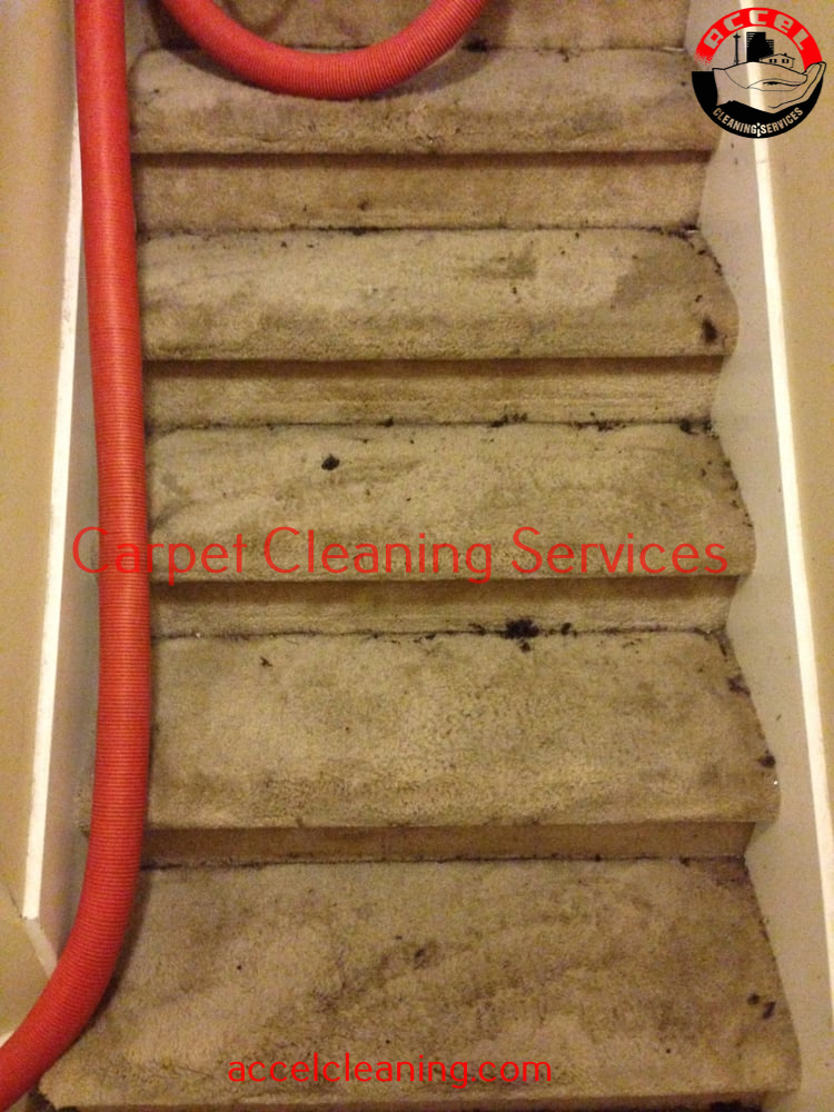 Carpet Cleaning Kirkland WA (206) 9471928 500+ 5* Reviews