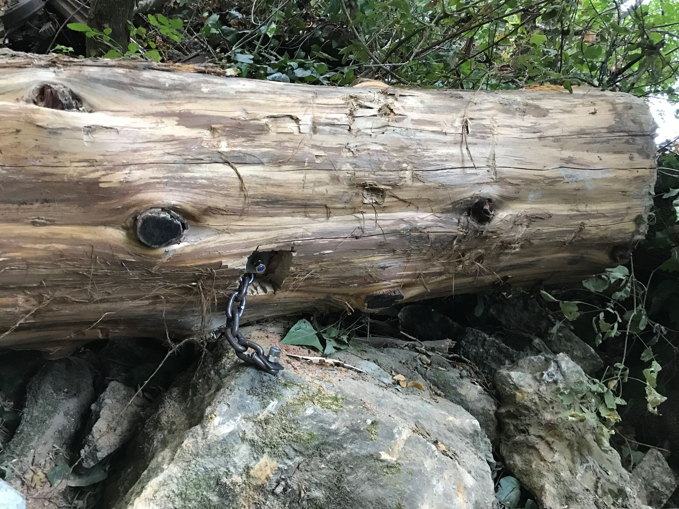 San Geronimo Creek Habitat Enhancement Project Accelerating Restoration