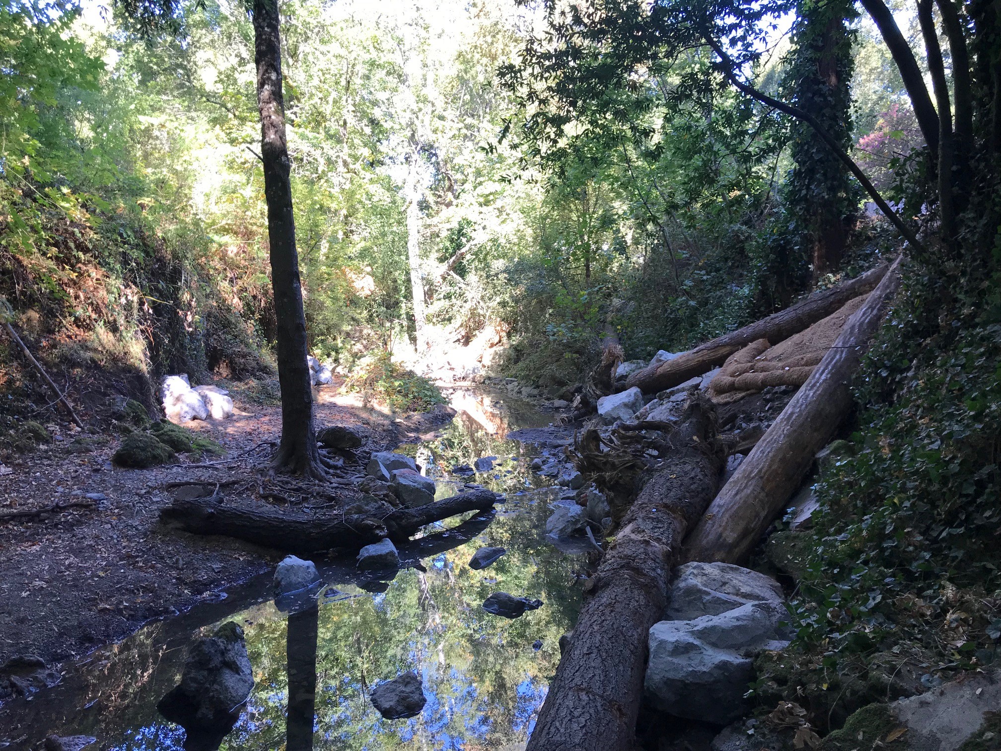San Geronimo Creek Habitat Enhancement Project Accelerating Restoration