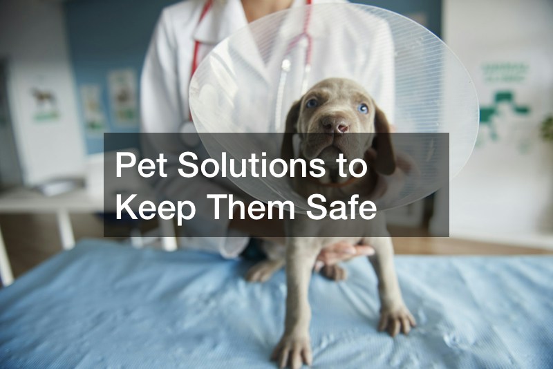 Pet Solutions to Keep Them Safe