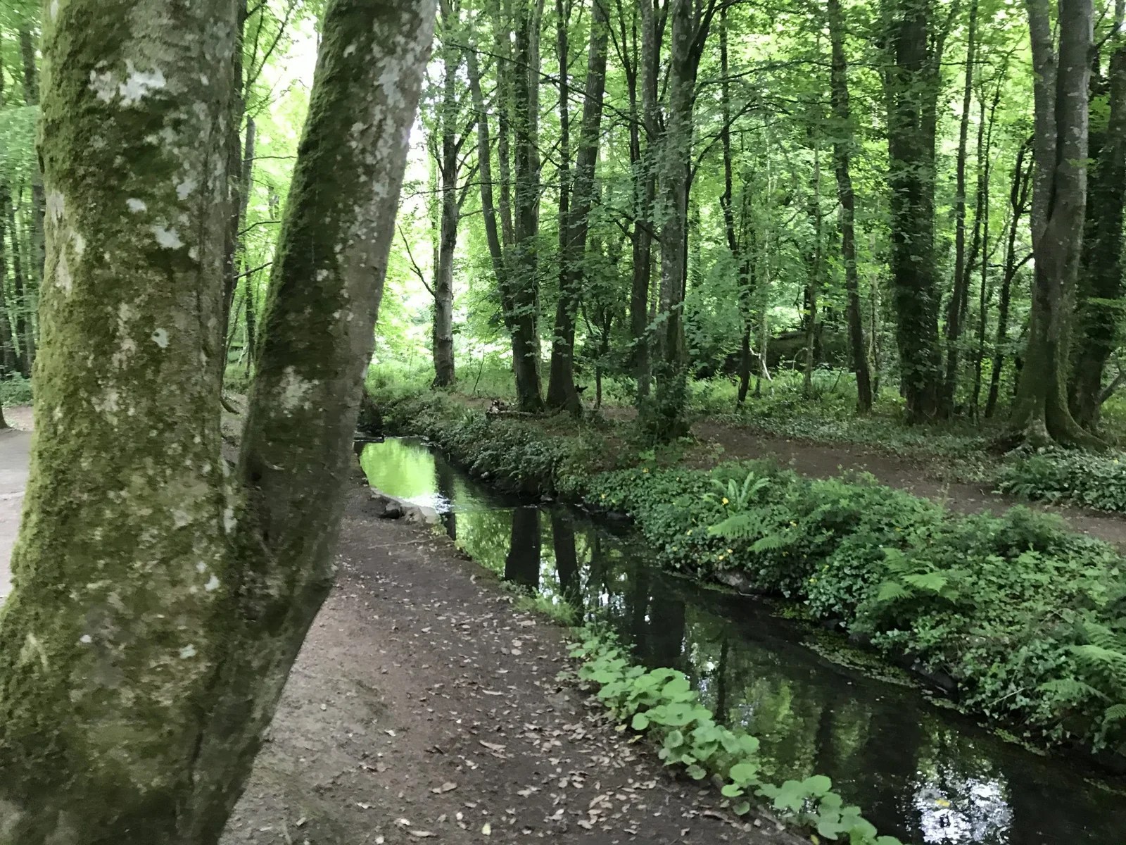 Tehidy woods Access Cornwall