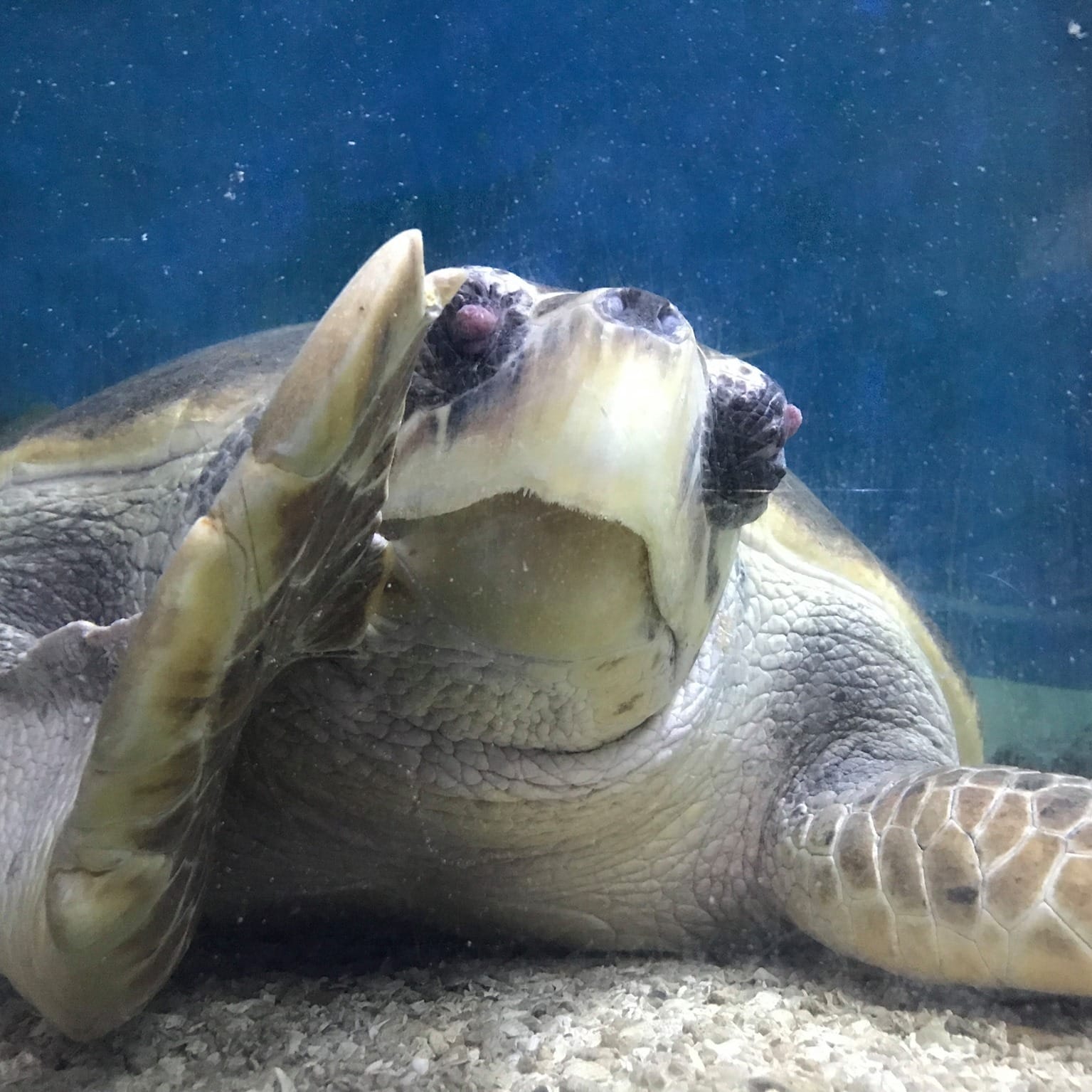 Blue Reef Aquarium, Newquay Access Cornwall
