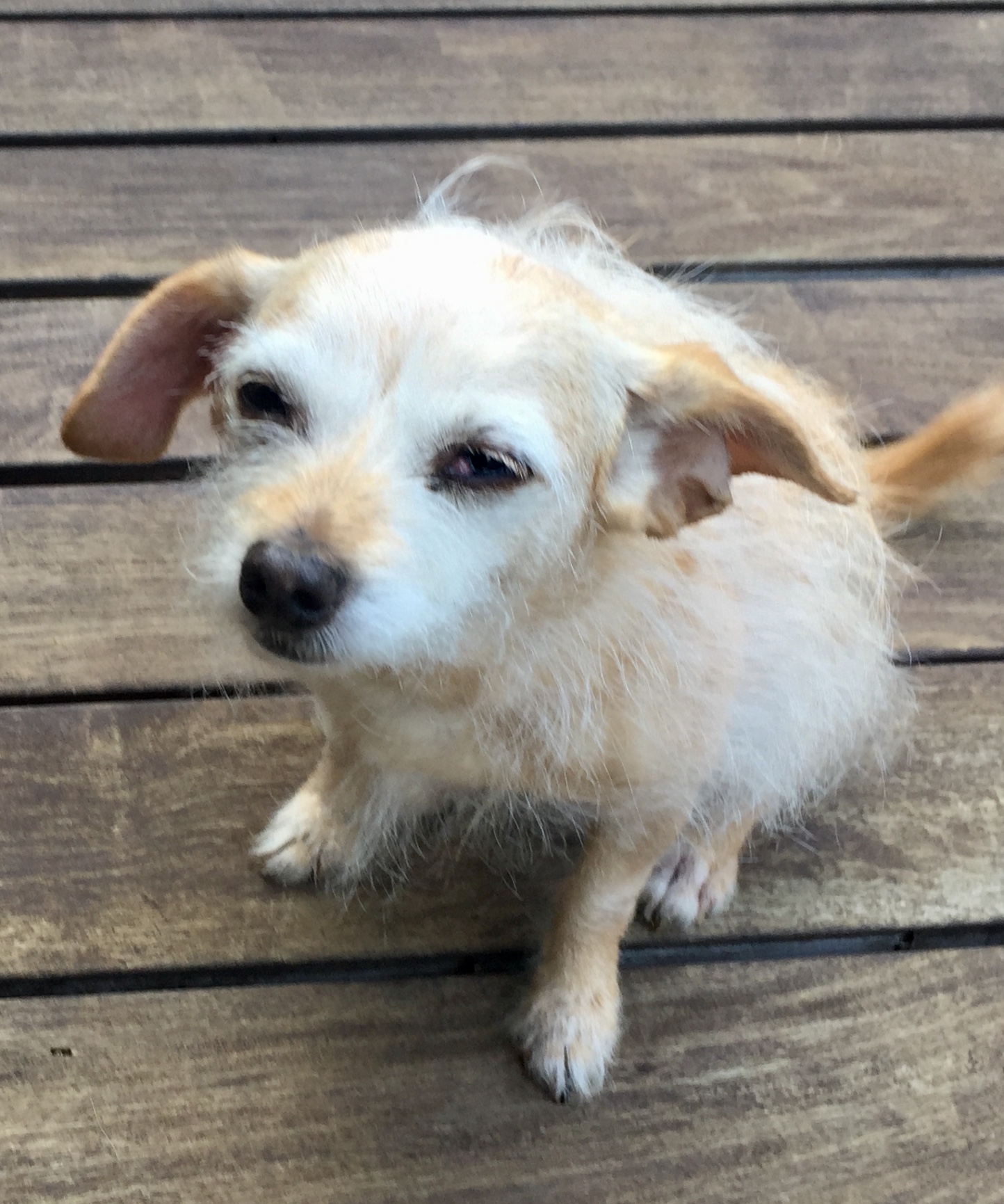 Are Emotional Support Dogs Covered Under Ada