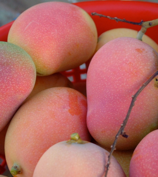 Beautiful and fragrant, but I couldn't eat them every day! Mango