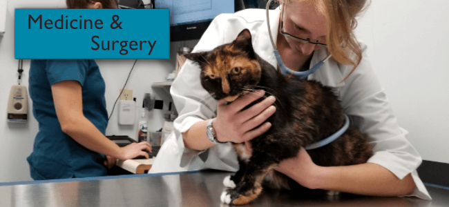 Access Veterinary Care Your Pets Are Our Family