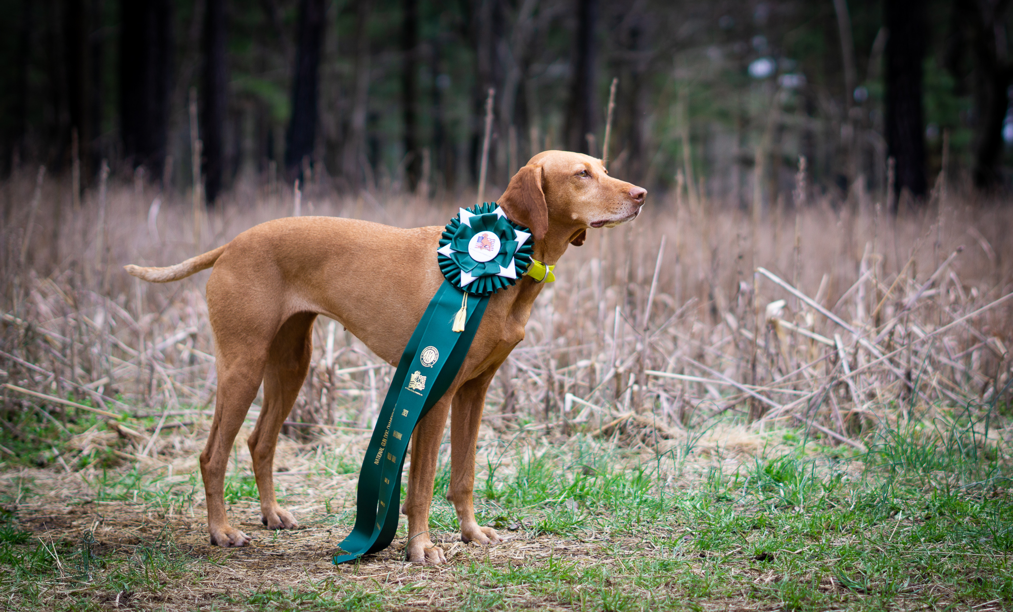 The Vizsla Club of America National Gun Dog Championship The