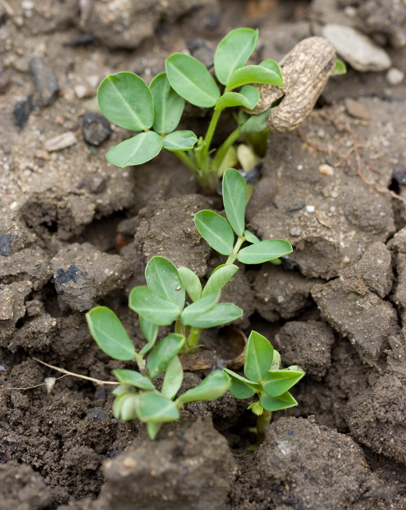 Cultiver l’arachide Acclimatons
