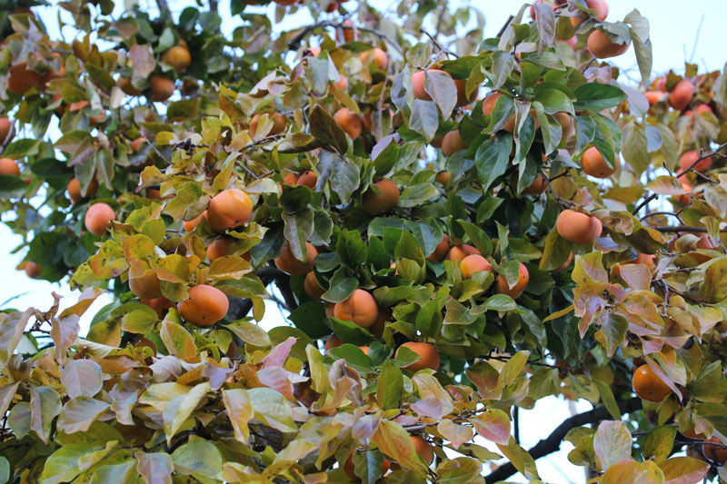 Nouvelle cueillette de kaki ! Acclimatons