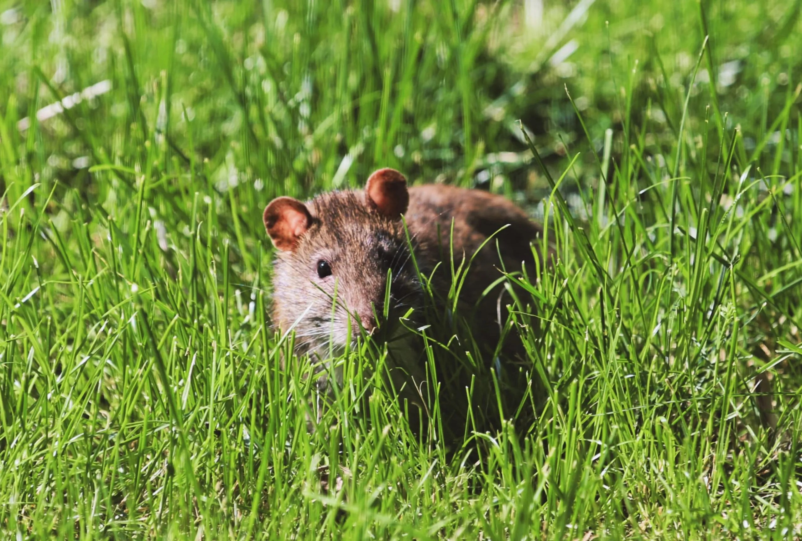 How To Keep Rodents Out of Your Austin Restaurant The Easy Way