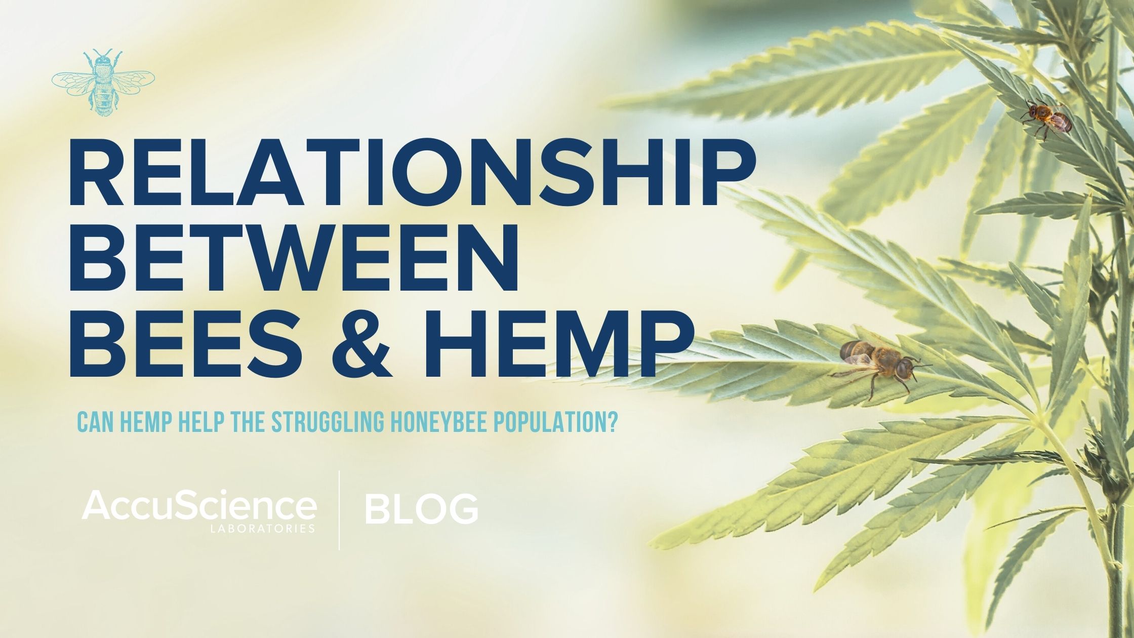 Hemp & Bees An interesting relationship AccuScience Laboratories