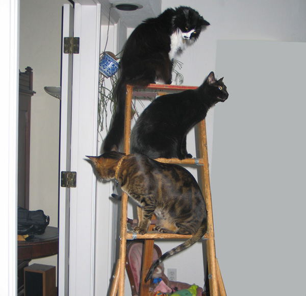 Feline Friday Why Do Cats Hang Out in Weird Places? ACED Magazine