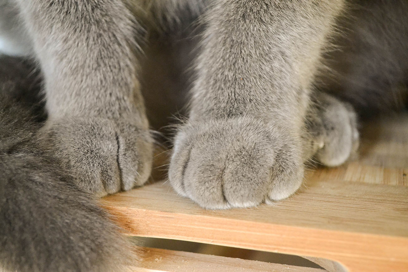 Cat Paws a New Visual Catnip for Hoomans ACED Magazine