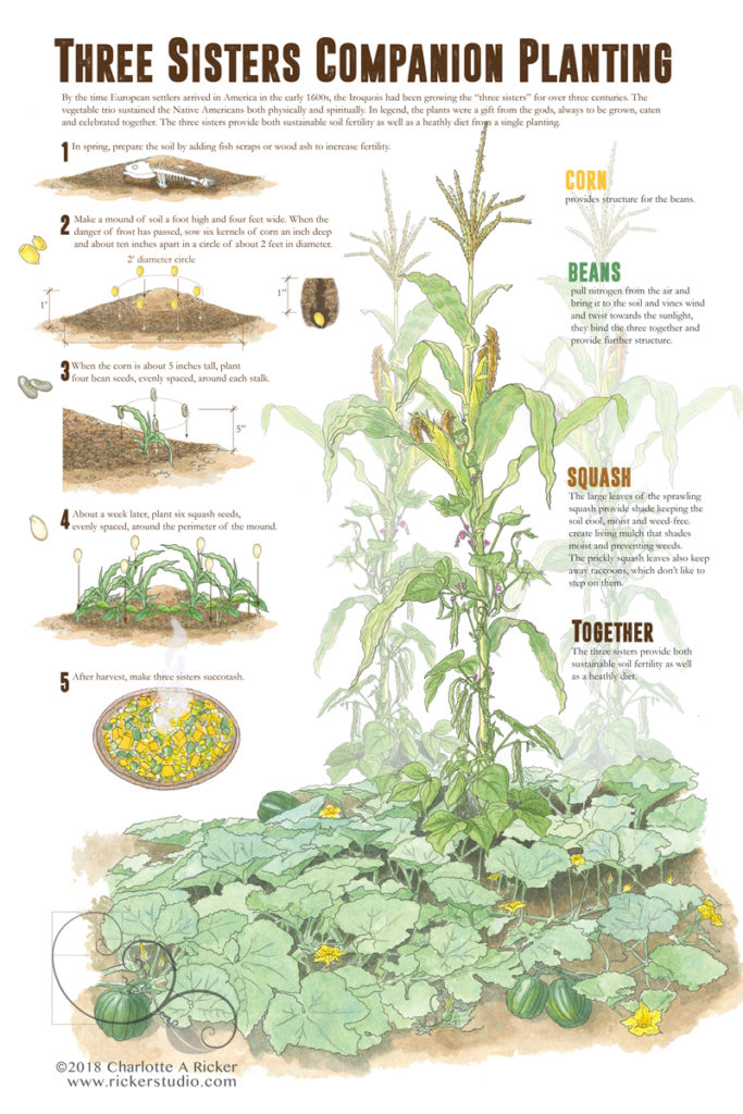 In the Garden of Deeden: Companion planting – ACEER