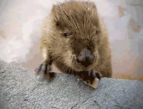 Biber auf GIFs. 80 animierte Bilder dieser Tiere kostenlos