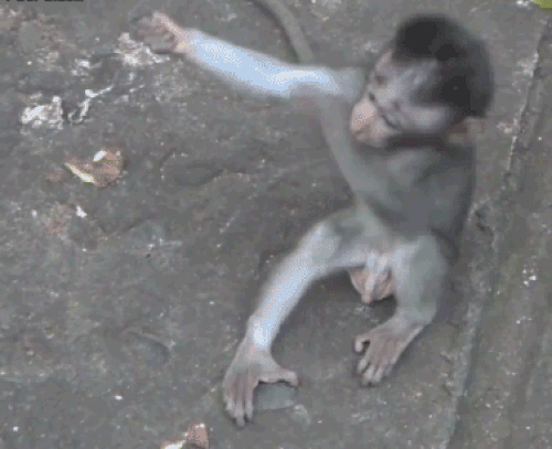 Monkey GIFs Cute, Funny, Dancing Monkeys on GIF Animations