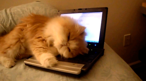 GIFs Digitando Gatos Gatinhos engraçados usando o teclado (25 peças)