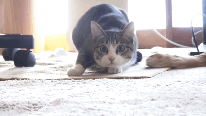 Gifs De Animales Graciosos 150 Imagenes Animadas Para Divertirte