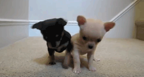 lustige Hunde GIFs. 112 Bewegte Bilder