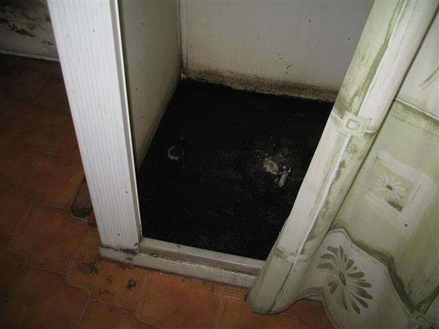 Ace Home Inspection, Inc » Shower mold