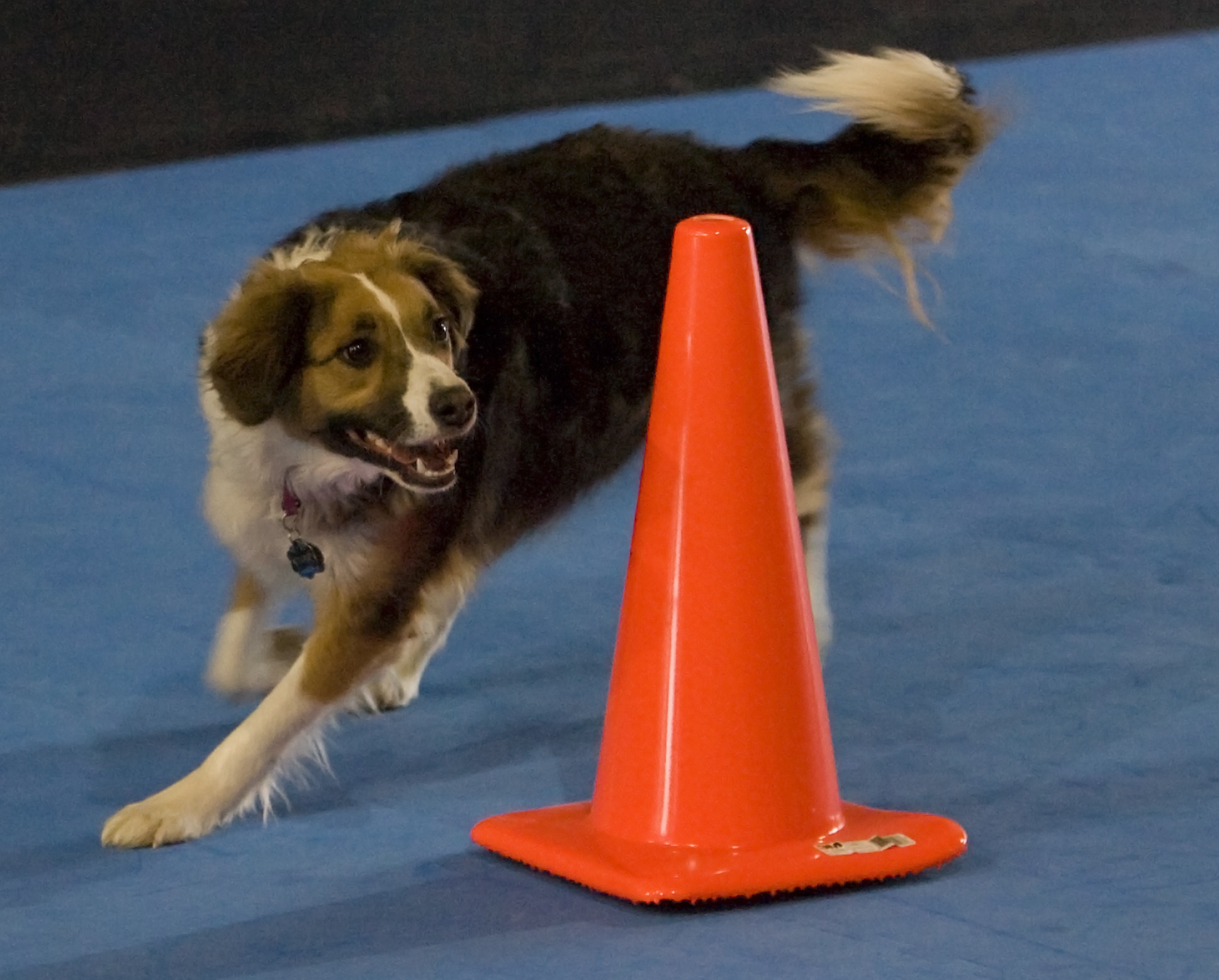 Ruff 'n Tumble Classes to Ace'n Agility