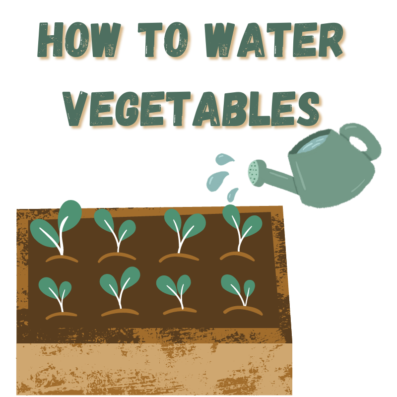 How To Water Vegetables Ace's Garden & Landscape, LLC Top 15 Watering