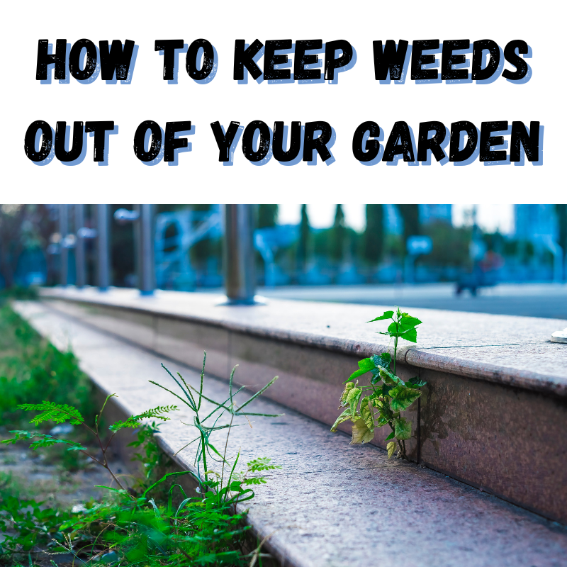 How To Keep Weeds Out Of Your Garden Ace's Garden & Landscape, LLC